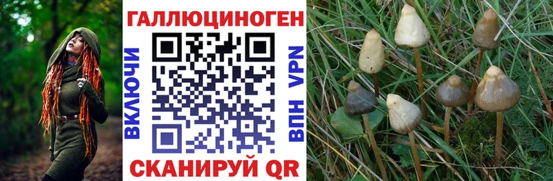 Псилоцибиновые грибы GOLDEN TEACHER KRAKEN как войти Магас даркнет сайт